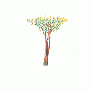 Promesas de Tierra — Eva Hilla Studio project